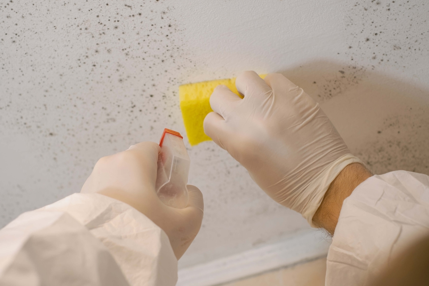 The Three Rs of Mold: Removal, Remediation, Repairs