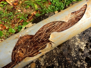 What to Do When Your Sewer Backs Up: A Quick Guide from ASDT