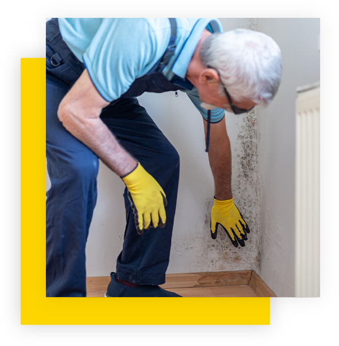 Mold Remediation