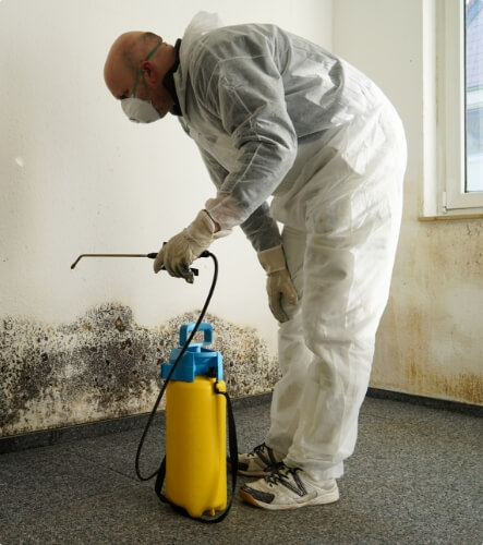 Mold Licensing & Expert Remediation