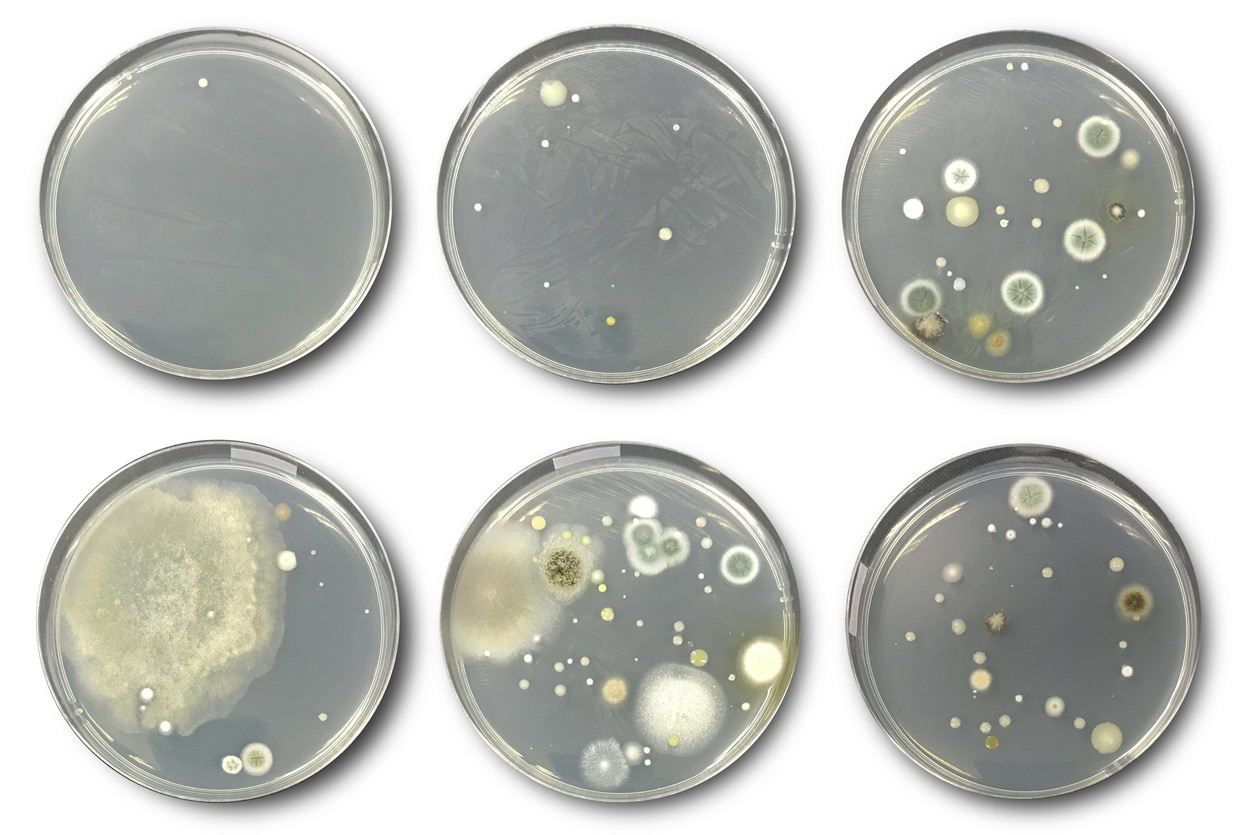 Mold Licensing FAQs – Everything You Need to Know