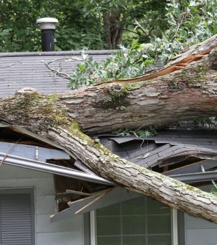 a house with trees in the background