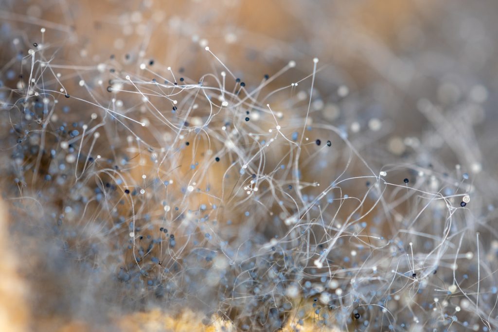 Extreme close-up of mold roots growing on wood in a household